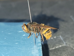 Vespa simillima simillima
