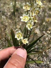 Anticlea elegans elegans