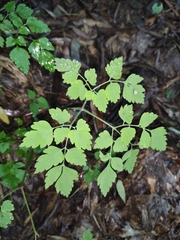 Corydalis pallida