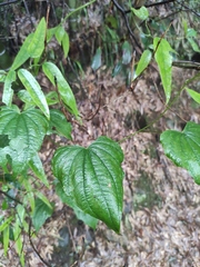 Dioscorea nipponica