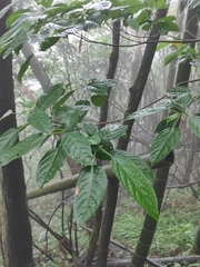 Clerodendrum cyrtophyllum