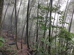 Phyllostachys edulis