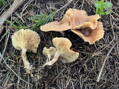 Rhizocybe