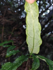 Clerodendrum cyrtophyllum