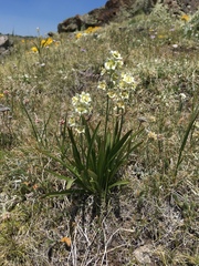 Anticlea elegans elegans