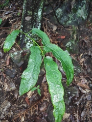 Clerodendrum cyrtophyllum
