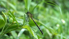 Leptogomphus sauteri formosanus