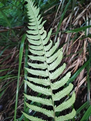 Microlepia marginata