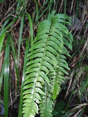 Microlepia marginata