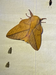 Syssphinx bisecta