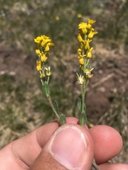 Draba aurea
