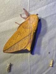 Syssphinx bisecta