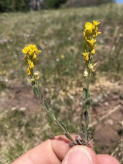 Draba aurea