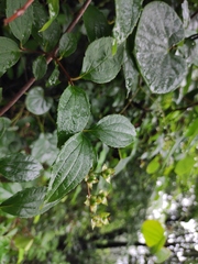 Philadelphus incanus