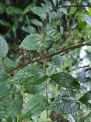Philadelphus incanus