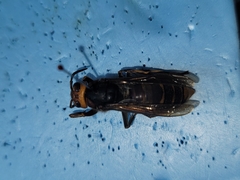 Vespa crabro oberthuri