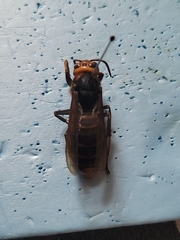 Vespa crabro oberthuri