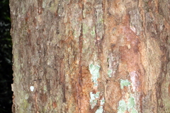 Syzygium corynanthum