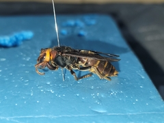 Vespa crabro oberthuri