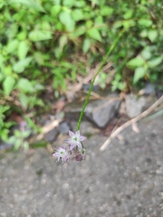Allium macrostemon