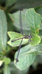 Leptogomphus sauteri formosanus