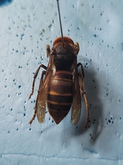 Vespa crabro oberthuri