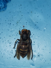 Vespa crabro oberthuri