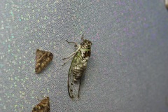 Diceroprocta texana