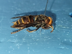 Vespa crabro oberthuri