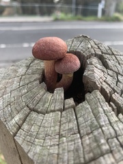 Gymnopilus purpuratus