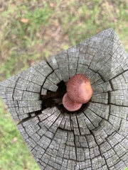 Gymnopilus purpuratus