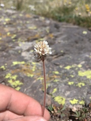 Micranthes rhomboidea