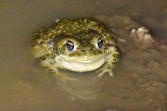 Bufotes perrini
