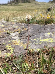 Micranthes rhomboidea