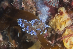 Phyllodesmium macphersonae