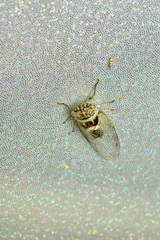Diceroprocta texana