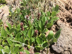 Salix petrophila