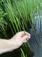 Eleocharis quadrangulata