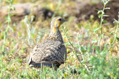 Syrrhaptes paradoxus