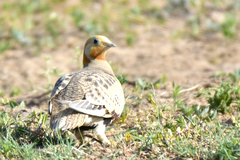 Syrrhaptes paradoxus