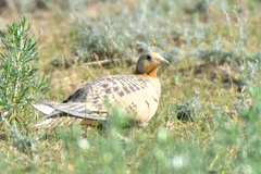 Syrrhaptes paradoxus