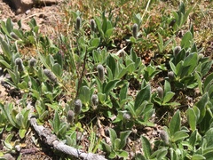 Salix petrophila