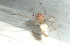 Pholcidae