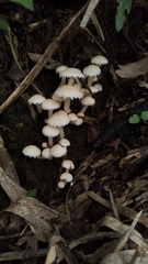 Ripartitella brasiliensis