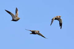 Pterocles orientalis arenarius