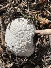 Calbovista subsculpta