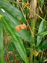 Lepidoptera