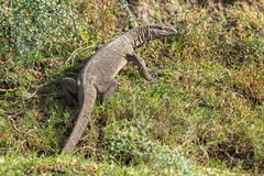 Varanus bengalensis