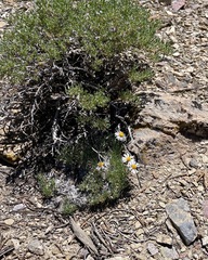 Erigeron compactus