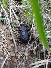 Carabus scabrosus